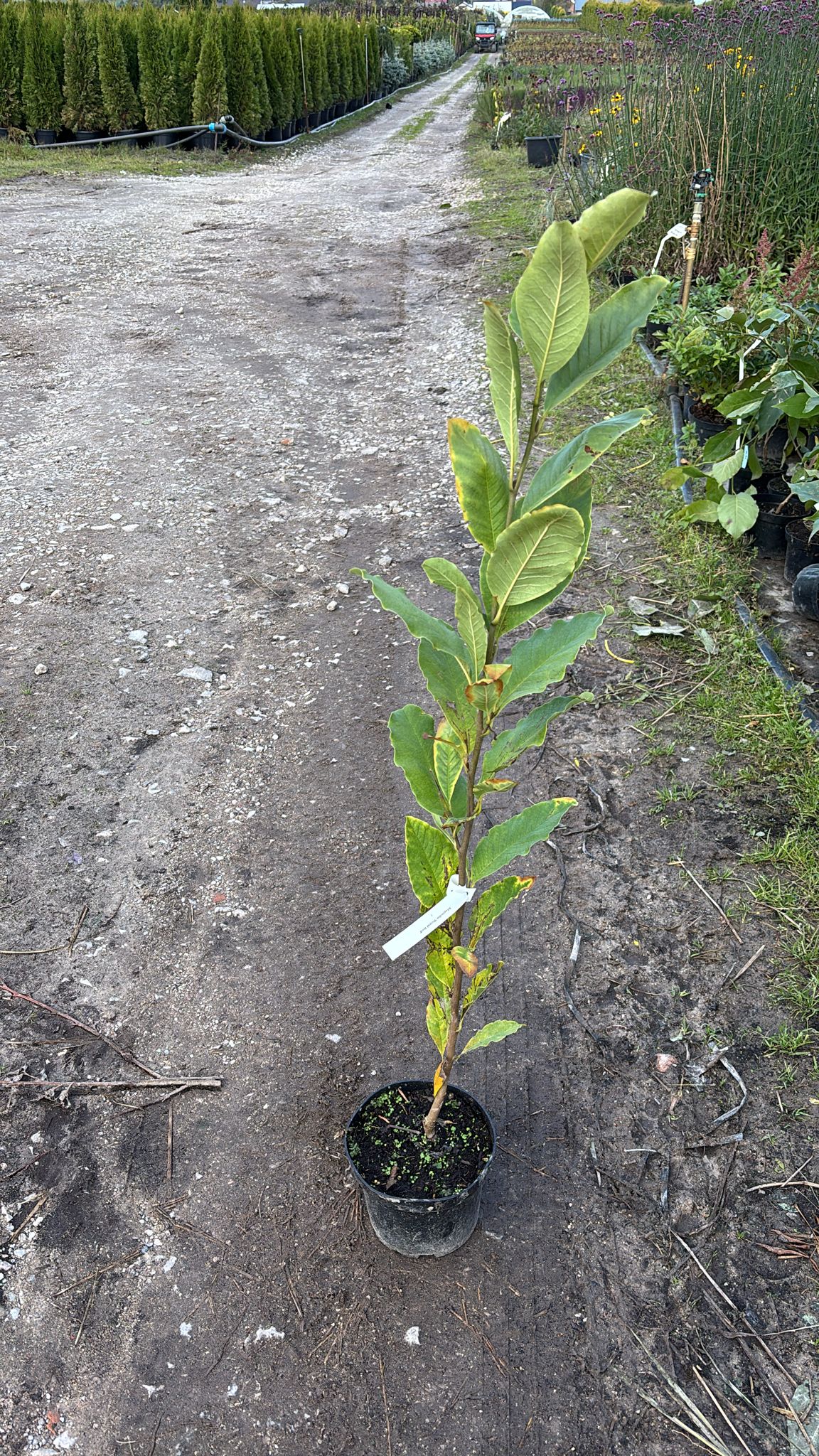 Магнолия Роял Ред